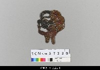 藏品(中國湖北皮影戲偶頭-淨)的圖片